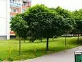 ACER platanoides 'Globosum' - Erable boule 'Globosum'