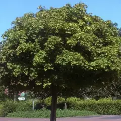 ACER platanoides 'Globosum' - Erable boule 'Globosum'