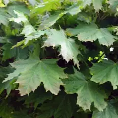 ACER platanoides 'Globosum' - Erable boule 'Globosum'