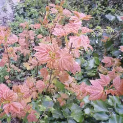 ACER pseudoplatanus 'Brilliantissimum' - Erable sycomore, Erable crevette