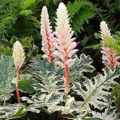 ACANTHUS 'Tasmanian Angel'