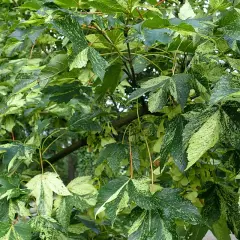 ACER pseudoplatanus 'Leopoldii' - Erable sycomore à feuilles panachées, 'Leopoldii'