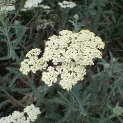 ACHILLEA 'Anthea'