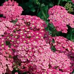 ACHILLEA 'Lightning Pink'