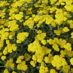 ACHILLEA 'Moonshine' - Achillée vivace