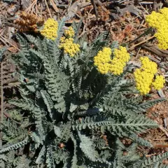 ACHILLEA 'Moonshine' - Achillée vivace