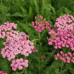 ACHILLEA 'Pink Grapefruit'