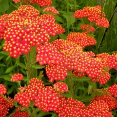 ACHILLEA millefolium 'Safran'