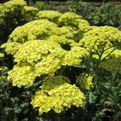 ACHILLEA 'Sunny Seduction'