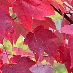 ACER rubrum - Erable rouge