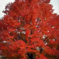 ACER rubrum - Erable rouge