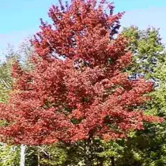 ACER rubrum - Erable rouge