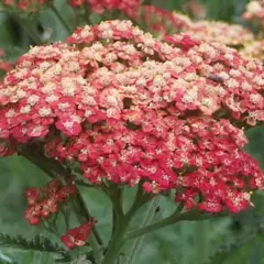 ACHILLEA millefolium  'Belle Epoque'