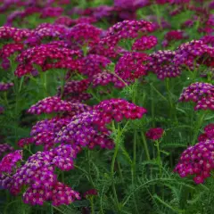 ACHILLEA millefolium 'Christel'