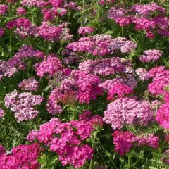 ACHILLEA millefolium 'Heidi'