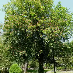 AESCULUS X carnea 'Briotii' - Maronnier à floraison rouge 'Briotii'