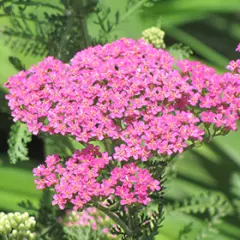 ACHILLEA millefolium 'Pretty Belinda' - Achillée millefeuille