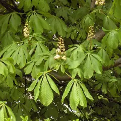 AESCULUS hippocastanum - Marronnier blanc, marronnier d'Inde