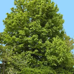 AESCULUS hippocastanum - Marronnier blanc, marronnier d'Inde