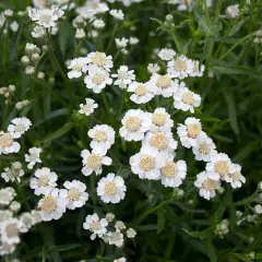 ACHILLEA ptarmica 'Diadeem' - Achillée, Bouton d'argent