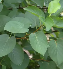 ALNUS cordata - Aulne de Corse, feuilles en forme de coeur