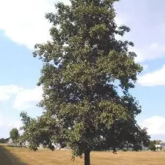 ALNUS cordata - Aulne de Corse, feuilles en forme de coeur