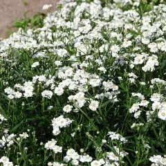 ACHILLEA ptarmica 'Peter Cottontail' - Achillée, Bouton d'argent