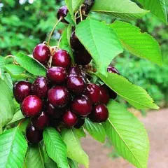 CERISIER bigarreau 'Moreau' - Arbre fruitier