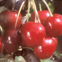 CERISIER bigarreau 'Coeur de Pigeon' - Arbre fruitier