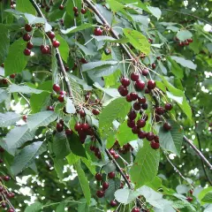 CERISIER bigarreau 'Summit' - Arbre fruitier