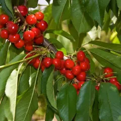 CERISIER bigarreau 'Van' - Arbre fruitier