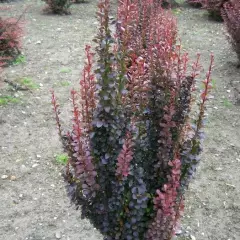 BERBERIS thunbergii 'Helmond Pillar' - Epine vinette de Thunberg