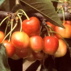 CERISIER bigarreau 'Napoleon' - Arbre fruitier