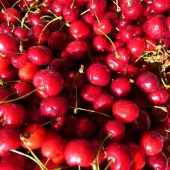 CERISIER bigarreau 'Tardif de Vignola' - Arbre fruitier