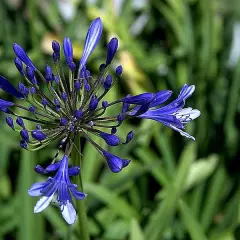 AGAPANTHUS 'Sandringham'