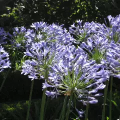 AGAPANTHUS africanus 'Blue Umbrella' - Agapanthe