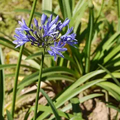 AGAPANTHUS africanus 'Blue Umbrella' - Agapanthe