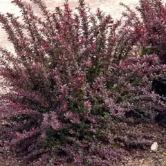 BERBERIS thunbergii 'Red Chief' - Epine vinette de Thunberg