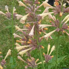 AGASTACHE 'Summer Glow'® - Agastache