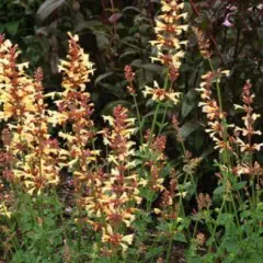 AGASTACHE 'Summer Glow'® - Agastache