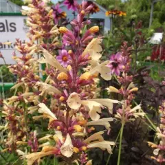 AGASTACHE 'Summer Glow'® - Agastache