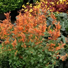 AGASTACHE 'Summer Sunset' - Agastache