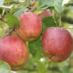 POMMIER 'Belle de Boskoop' - Arbre fruitier