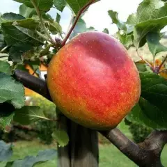 POMMIER 'Belle de Boskoop' - Arbre fruitier