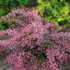 BERBERIS thunbergii 'Rose Glow' - Epine vinette de Thunberg