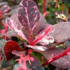 BERBERIS thunbergii 'Rose Glow' - Epine vinette de Thunberg