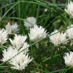ALLIUM schoenoprasum 'Corsican White' - Ciboulette d'ornement