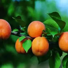 ABRICOTIER Pêche de Nancy - Arbre fruitier Abricotier