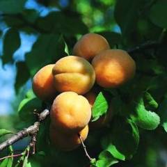 ABRICOTIER Polonais - Arbre fruitier Abricotier