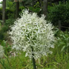 ALLIUM stipitatum 'Mont Blanc' - Ail d'ornement